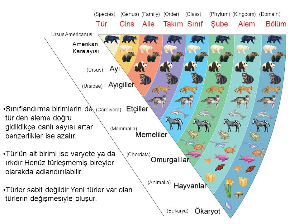 Biyolojik Taksonomi Örneği ve Açıklaması